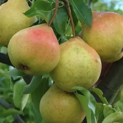 Груша ПАМЯТЬ ЯКОВЛЕВА в Лиде