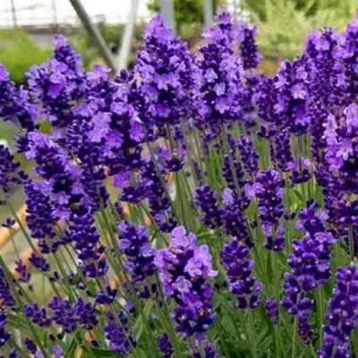 Лаванда ХИДКОТ БЛЮ узколистная в Лиде