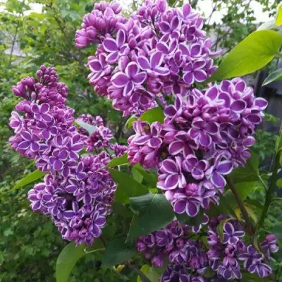 Сирень СЕНСАЦИЯ в Лиде