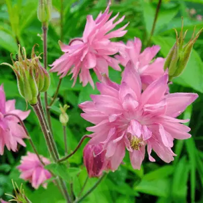 Аквилегия БАРЛОУ ПИНК гибрид МакКаны в Лиде