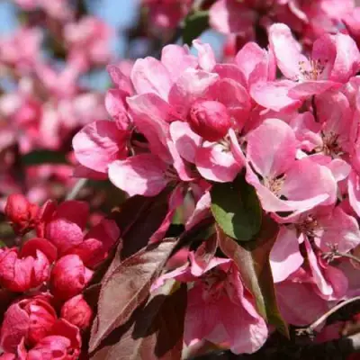 Яблоня РУДОЛЬФ декоративная  в Лиде