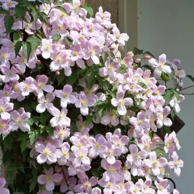 Клематис ГОРНЫЙ в Лиде