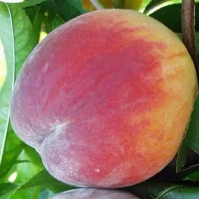 Персик ТОП СВИТ в Лиде