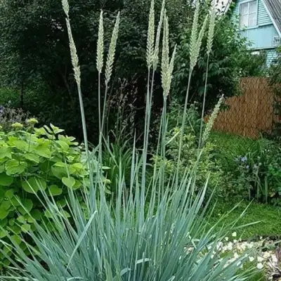 Элимус БЛЮ ДЮН песчаный в Лиде