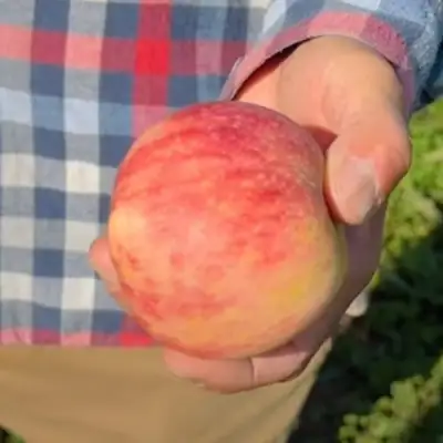 Яблоня ВАСЮГАН колонновидная в Лиде