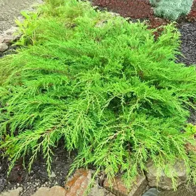 Микробиота ЯКОБСЕН перекрестнопарная в Лиде