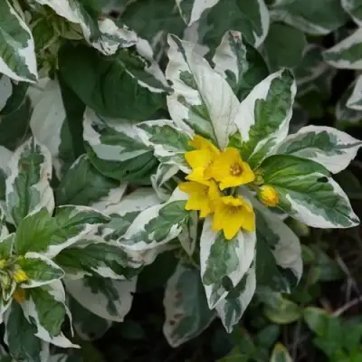 Вербейник АЛЕКСАНДР точечный в Лиде
