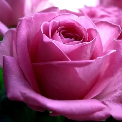 Роза ЭЙФЕЛЕВА БАШНЯ чайно-гибридная в Лиде