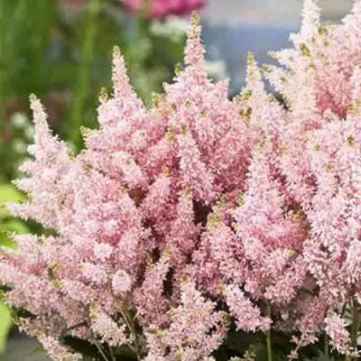 Астильба ЮНИК САЛМОН гибридная в Лиде