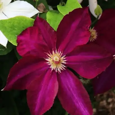 Клематис МАЗОВШЕ в Лиде