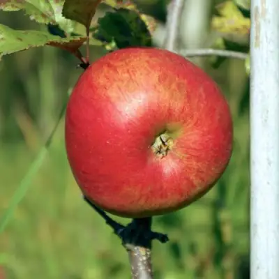 Яблоня ДЫЯМЕНТ в Лиде