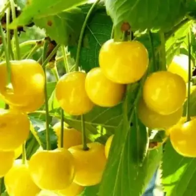 Черешня ПОДСНЕЖНИК в Лиде