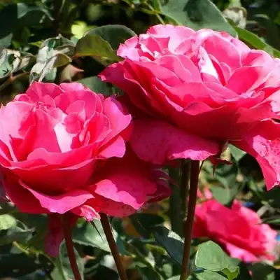 Роза ВИЕН РОУЗ чайно-гибридная в Лиде