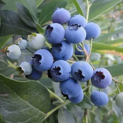 Голубика ЛЕГАЦИЯ в Лиде