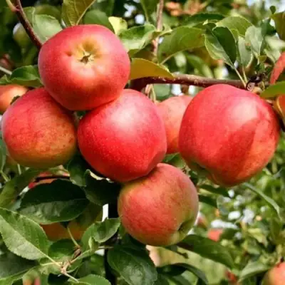 Яблоня ГАЛА МАСТ в Лиде