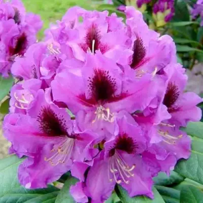 Рододендрон РАСПУТИН в Лиде