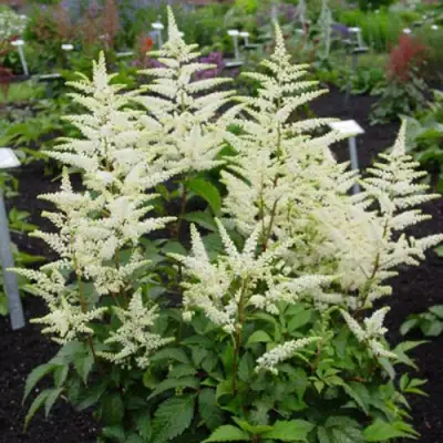 Астильба БРАУТШЛЕЙЕР Арендса в Лиде