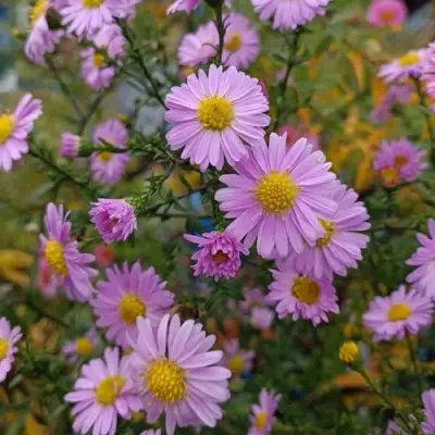 Астра СТРОУБЕРРИ ЭНД КРИМ новобельгийская в Лиде