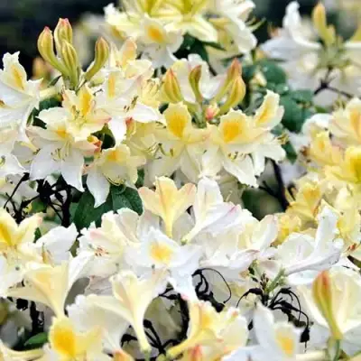 Азалия ДАВИЗИ листопадная в Лиде