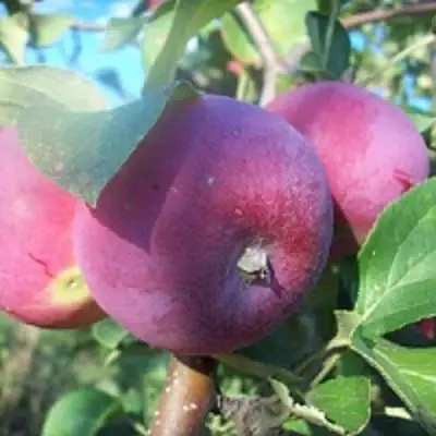 Яблоня СЕРЕБРЯНОЕ КОПЫТЦЕ в Лиде