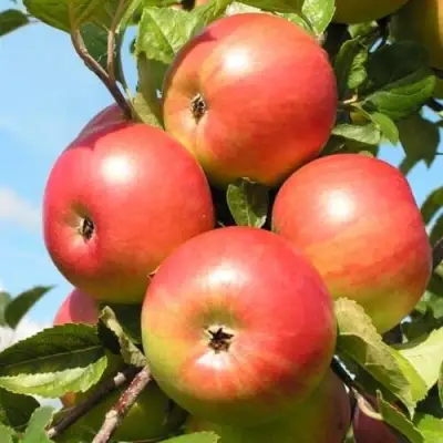 Яблоня ФРИДОМ в Лиде