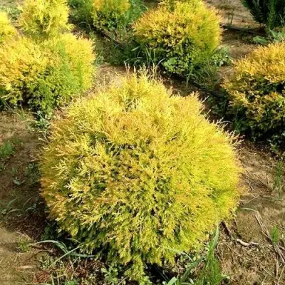 Туя ГЛОБОЗА АУРЕА западная в Лиде