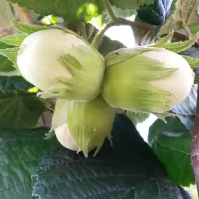 Фундук ЮННАТ в Лиде