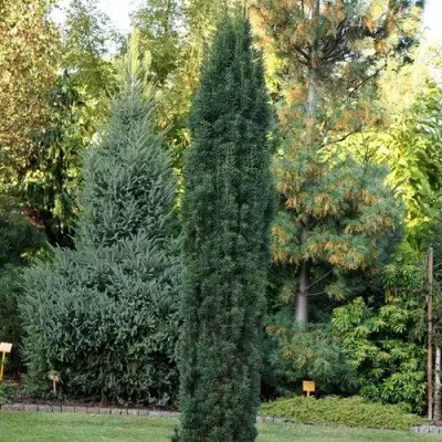 Тис ВОЙТЕК средний  в Лиде