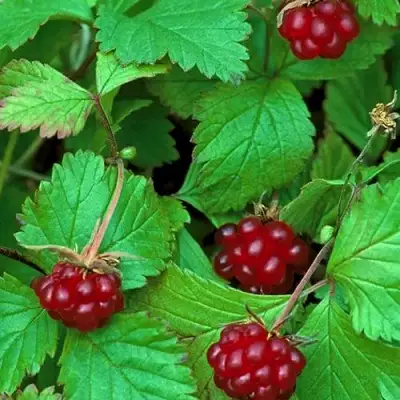 Княженика АУРА в Лиде