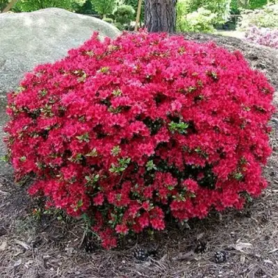 Азалия КАНЗОНЕТТА японская в Лиде