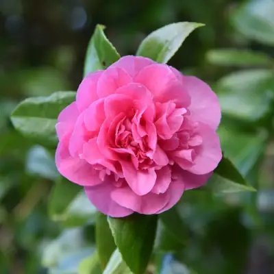 Камелия ДЕББИ в Лиде