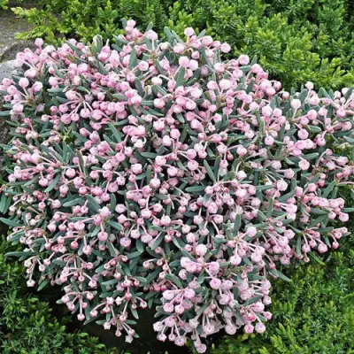 Андромеда БЛЮ АЙС многолистная   в Лиде