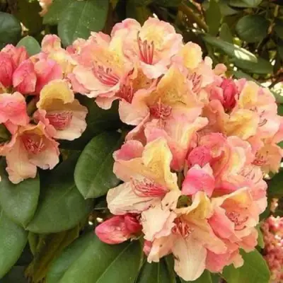 Рододендрон ФЛАУТАНДО в Лиде