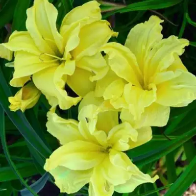 Лилейник ДАБЛ РИВЕР ВАЙ гибридный в Лиде