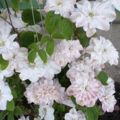 Клематис ИННОСЕНТ БЛАШ в Лиде