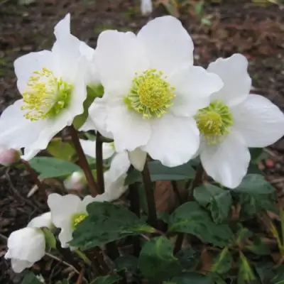 Морозник ЧЕРНЫЙ в Лиде