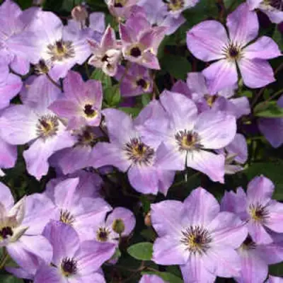 Клематис МОНИНГ СКАЙ в Лиде