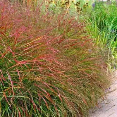 Просо ШЕНАНДО прутьевидное в Лиде