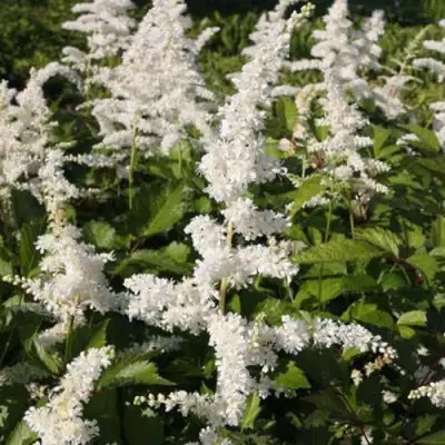 Астильба ДОЙЧЛАНД японская в Лиде