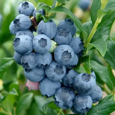 Голубика ХАРДИБЛЮ в Лиде