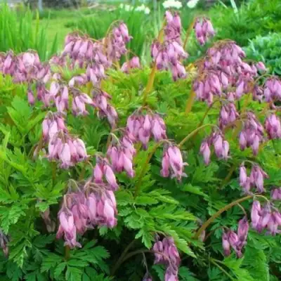 Дицентра изящная в Лиде