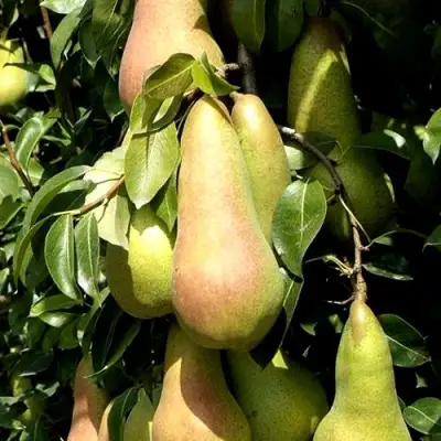 Груша КОНКОРД в Лиде