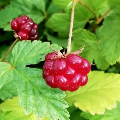 Княженика АННА в Лиде