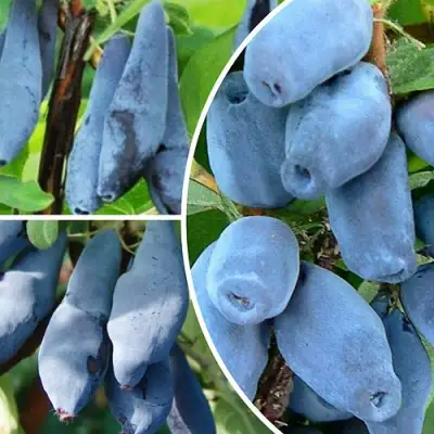 Комплект СИЯНИЕ ГЛАЗ в Лиде