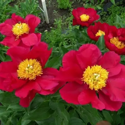 Пион АМЕРИКА травянистый в Лиде