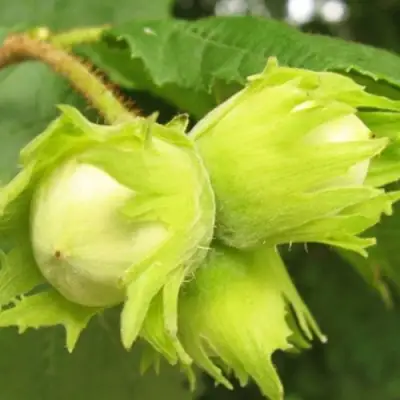 Фундук КАТАЛОНСКИЙ в Лиде