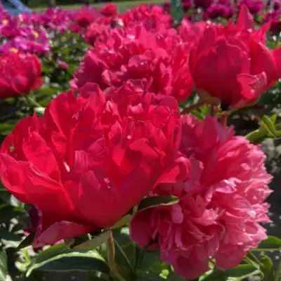 Пион БЕЛГРАВИЯ травянистый в Лиде