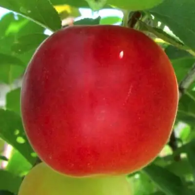 Плумкот БИРИКОККОЛО БОЛОГНЕС в Лиде