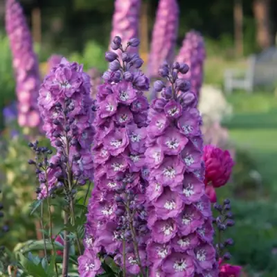 Дельфиниум ДЕЛЬФИС ПИНК ПАУЭ высокий в Лиде