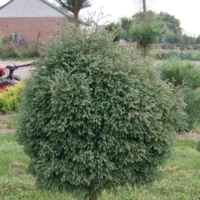 Туя вересковидная в Лиде